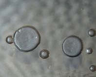 water bacteria water bacteria
